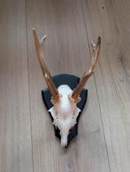 Reebok schedel op schild, Ophalen of Verzenden, Zo goed als nieuw, Schedel