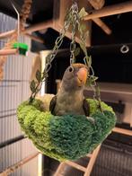 Agapornis te koop, Dieren en Toebehoren, Mannelijk, Parkiet