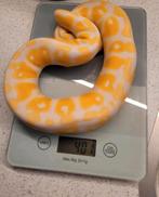 Pastel lavender albino koningspython regius ballpython man, Dieren en Toebehoren, Slang, Tam, 0 tot 2 jaar