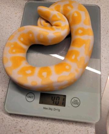 Pastel lavender albino koningspython regius ballpython man  beschikbaar voor biedingen