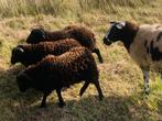 Te koop 4 jonge Quassant ramlammeren., Dieren en Toebehoren, Schapen, Geiten en Varkens, Meerdere dieren, Schaap