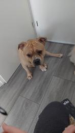 Dekreu  stafford mix bully xl niet te koop, Dieren en Toebehoren, Honden | Dekreuen, 6 jaar of ouder, Reu, Eén hond, Nederland