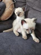 Siamese Kitten, Dieren en Toebehoren, Katten en Kittens | Raskatten | Korthaar, Gechipt, Kater