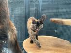 Laatste 2 tortie maine coon poesjes, Dieren en Toebehoren, Katten en Kittens | Overige Katten, Poes