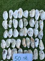 50 oesterschelpen L 6-10 cm, Tuin en Terras, Grind, Keien en Split, Ophalen of Verzenden, Zo goed als nieuw