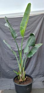 Strelitzia nicolai 2 meter en 60 cm hoog met bak, Huis en Inrichting, Kamerplanten, Overige soorten, Halfschaduw, In pot, Bloeiende kamerplant