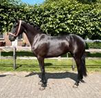 Extra bewegende zwarte parel, Dieren en Toebehoren, Merrie, Minder dan 160 cm, Dressuurpaard, 3 tot 6 jaar