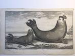Zeeleeuwen, ontdekkingsreizen , Anson, 1741., Verzenden