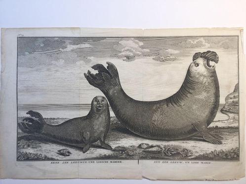 Zeeleeuwen, ontdekkingsreizen , Anson, 1741., Antiek en Kunst, Kunst | Etsen en Gravures, Verzenden