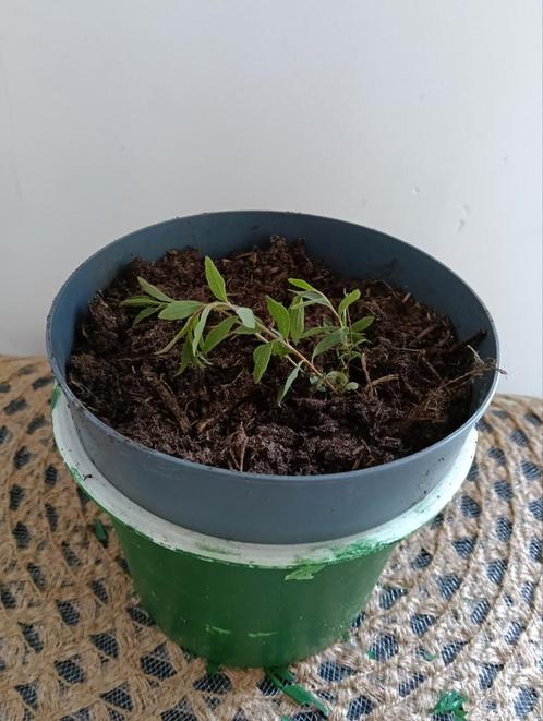 Spierstruik. +++Ruil mij!!+++, Tuin en Terras, Planten | Tuinplanten, Ophalen