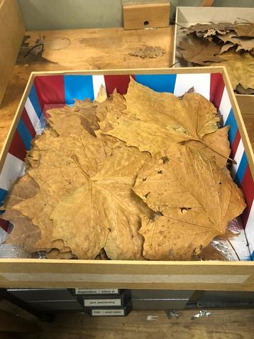 Doos vol gedroogde bladeren beschikbaar voor biedingen