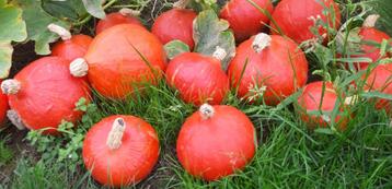 Hokaido pompoenen biologisch superlekker beschikbaar voor biedingen