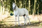 Super lieve 12 jarige D pony te koop, Dieren en Toebehoren, Pony's, Ruin, 11 jaar of ouder
