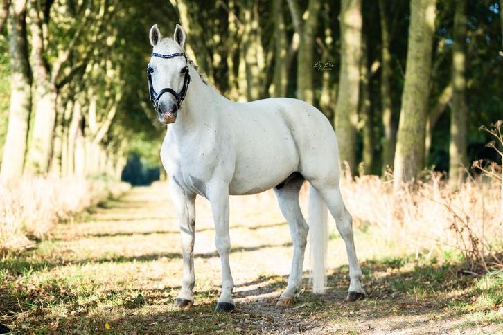 Super lieve 12 jarige D pony te koop, Dieren en Toebehoren, Pony's, Ruin, 11 jaar of ouder