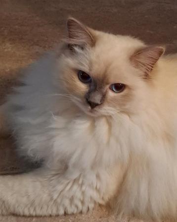 Ragdoll lilac dekkater beschikbaar voor biedingen