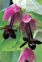 Chinees purperklokje (zaden), Ophalen of Verzenden, Voorjaar, Volle zon, Zaad