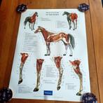 poster Paard, Dieren en Toebehoren, Paarden en Pony's | Overige Paardenspullen, Nieuw, Ophalen of Verzenden, Poster