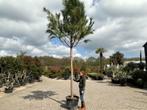 Pinus pinea - Parasolden met stamhoogte 230 cm te koop, In pot, Zomer, Overige soorten, Volle zon