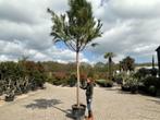 Pinus pinea - Parasolden met stamhoogte 230 cm te koop, Verzenden, Overige soorten, 250 tot 400 cm, Zomer