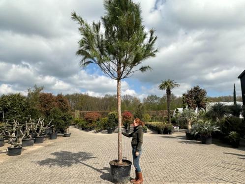 Pinus pinea - Parasolden met stamhoogte 230 cm te koop, Tuin en Terras, Planten | Bomen, Overige soorten, 250 tot 400 cm, Volle zon