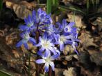 Bloembollen , en dan de meer exclusieve soorten narcissen, Ophalen of Verzenden, Volle zon