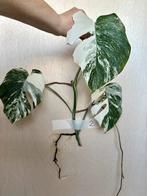 Monstera Albo stek met veel nieuwe wortels, Overige soorten, Minder dan 100 cm, Groene kamerplant, Halfschaduw