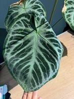 A. Silverblush adult, Verzenden, Overige soorten, Minder dan 100 cm