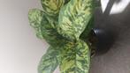 Aglaonema tricolor, Huis en Inrichting, Ophalen of Verzenden, Halfschaduw, Minder dan 100 cm