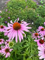 Echinacae - bloemen, Ophalen, Voorjaar, Volle zon, Zaad