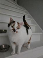 Lieve lapjespoes zoekt een gouden mandje, Dieren en Toebehoren, Poes