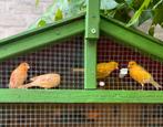Kanaries, Dieren en Toebehoren, Meerdere dieren, Kleurkanarie