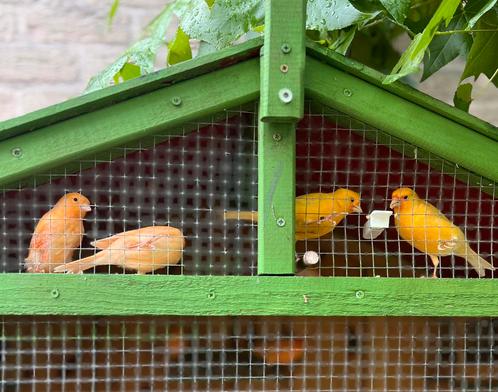 Kanaries, Dieren en Toebehoren, Vogels | Kanaries, Kleurkanarie, Meerdere dieren