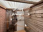 Witte post duif te koop, Dieren en Toebehoren, Vrouwelijk, Tropenvogel