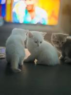 Britse korthaar kitten, Dieren en Toebehoren, Katten en Kittens | Raskatten | Korthaar, Kater, Gechipt, 0 tot 2 jaar