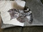 2 Maine Coon kittens mogen verhuizen., Dieren en Toebehoren, Katten en Kittens | Raskatten | Langhaar, Kater, Gechipt, 0 tot 2 jaar