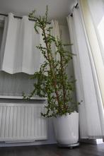 Zeer grote kamerplant - vetplant kamer vet plant ruim 210 cm, Ophalen, Overige soorten, In pot, 200 cm of meer