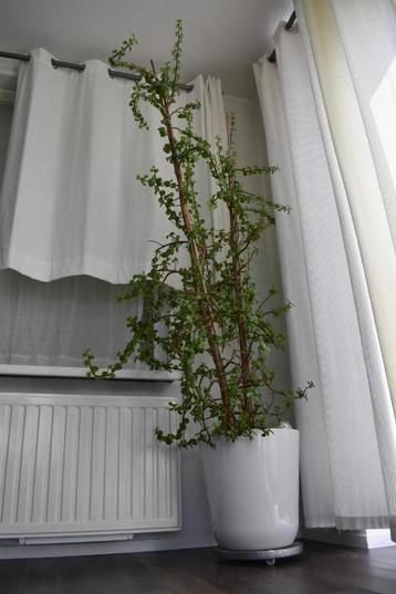 Zeer grote kamerplant - vetplant kamer vet plant ruim 210 cm beschikbaar voor biedingen