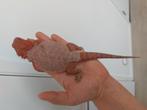 BAARDAGAAM RED MONSTER VROUW, Dieren en Toebehoren, Reptielen en Amfibieën, Hagedis, 3 tot 6 jaar