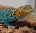 Crotaphytus collaris Wichita Mountains - Halsbandleguaan, Dieren en Toebehoren, Reptielen en Amfibieën, Hagedis