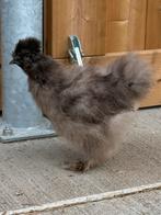 5x zijdehoen kriel, Dieren en Toebehoren, Meerdere dieren, Kip