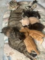 Kittens nog een rood katertje over, rest is gereserveerd, Dieren en Toebehoren, Katten en Kittens | Overige Katten