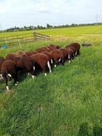 zwartbles dek rammen te koop, Dieren en Toebehoren, Schapen, Geiten en Varkens, Mannelijk, Schaap, 0 tot 2 jaar