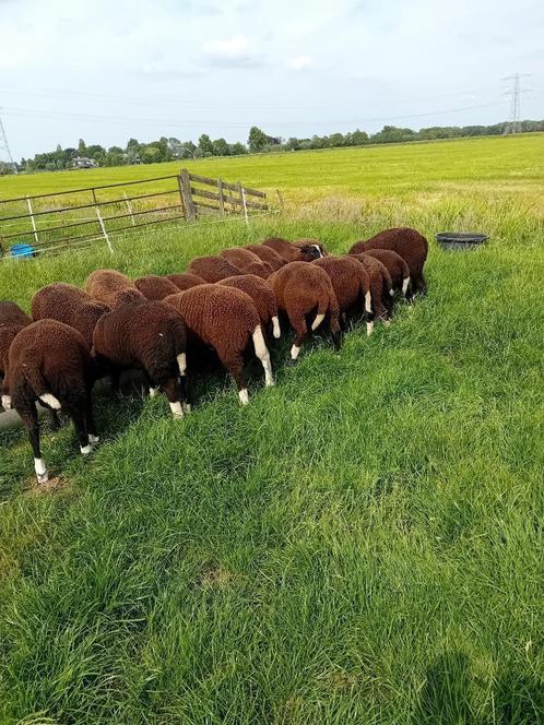 zwartbles dek rammen te koop, Dieren en Toebehoren, Schapen, Geiten en Varkens, Schaap, Mannelijk, 0 tot 2 jaar