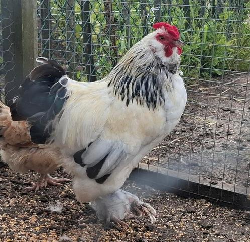 Kippenopvang zoekt goede plek voor haan met hennen!, Dieren en Toebehoren, Pluimvee, Kip, Mannelijk