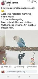 Dwergpapegaai weggevlogen, Dieren en Toebehoren, Vermiste en Gevonden Dieren, Vogel