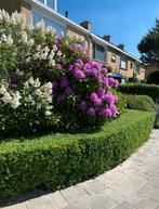 Rhodondendron, Ophalen of Verzenden, Rhododendron, Struik, 100 tot 250 cm