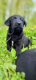 Labrador x Goldenretriever pups, Dieren en Toebehoren, Honden | Niet-rashonden, Meerdere, 8 tot 15 weken, Meerdere dieren, Middel