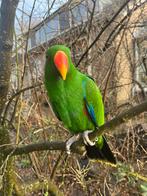 Edelpapegaai man, Dieren en Toebehoren, Vogels | Parkieten en Papegaaien, Mannelijk, Papegaai, Geringd