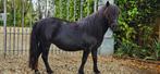 Lieve kinderpony, Dieren en Toebehoren, Paarden, Merrie, Minder dan 160 cm, Recreatiepaard