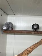 Koppel grijze roodstaart, Dieren en Toebehoren, Vogels | Parkieten en Papegaaien, Meerdere dieren, Papegaai, Geringd